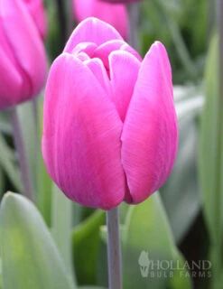 Menu Cool And Calm Blue Collection -Holland Bulb Farms 89137 cool and calm blue collection 3