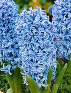 Menu Cool And Calm Blue Collection -Holland Bulb Farms 89137 cool and calm blue collection 6