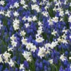 Menu Bells And Blue Duo Collection -Holland Bulb Farms 89138 bells and blue duo collection