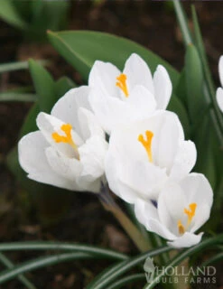 Menu Sweetheart Duo Collection -Holland Bulb Farms 89140 sweetheart duo collection 3