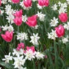 Menu Sweet And Sassy Duo Collection -Holland Bulb Farms 89141 sweet and sassy duo collection