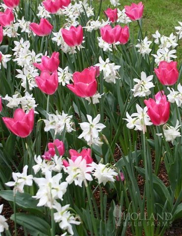 Menu Sweet And Sassy Duo Collection 3 Menu Sweet And Sassy Duo Collection