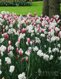 Menu Cheeriest Duo Collection