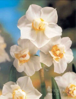 Menu Cheeriest Duo Collection -Holland Bulb Farms 89143 cheeriest duo collection 3