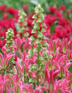 Menu Bloomin Bells Duo Collection