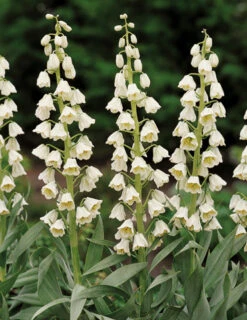 Menu Bloomin Bells Duo Collection 13 Menu Bloomin Bells Duo Collection -Holland Bulb Farms 89147 blooming bells duo collection 3