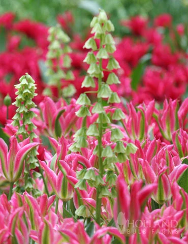 Menu Bloomin Bells Duo Collection 3 Menu Bloomin Bells Duo Collection