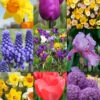 Menu Non-Stop Spring-Blooming Bulb Collection -Holland Bulb Farms 89153 2