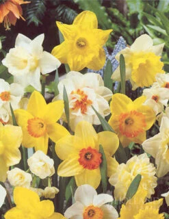 Menu Non-Stop Spring-Blooming Bulb Collection -Holland Bulb Farms 89153 non stop spring blooming bulb collection 3