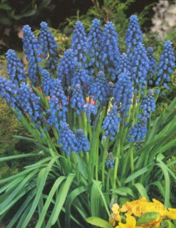 Menu Non-Stop Spring-Blooming Bulb Collection -Holland Bulb Farms 89153 non stop spring blooming bulb collection 5