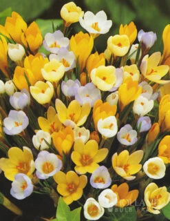 Menu Non-Stop Spring-Blooming Bulb Collection -Holland Bulb Farms 89153 non stop spring blooming bulb collection 6