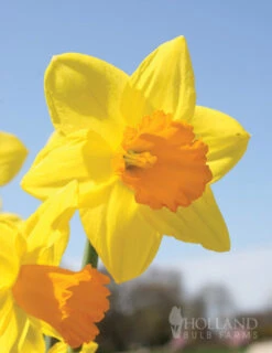 Menu Non-Stop Spring-Blooming Bulb Collection -Holland Bulb Farms 89153 non stop spring blooming bulb collection 8