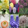 Menu Deer Resistant Spring Blooming Garden -Holland Bulb Farms 89160 deer resistant spring blooming garden