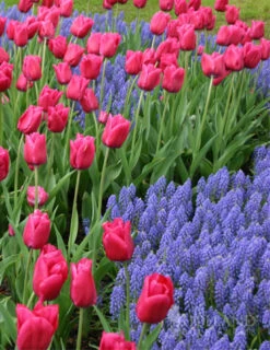 Menu Don't Go Breaking My Heart Duo