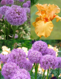 Menu Regal Gold Duo Collection