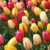 Menu Cotton Candy Tulip Collection -Holland Bulb Farms 89181 cotton candy tulip collection