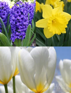 Menu Classic Beauty Spring Collection