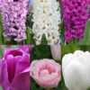 Menu Fairy Dust Hyacinth & Tulip Collection -Holland Bulb Farms 89207 fairy dust hyacinth and tulip collection
