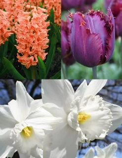 Menu Gipsy's Delight Collection