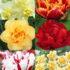 Menu Double Daffodil And Tulip Collection -Holland Bulb Farms 89210 double daffodil and tulip collection