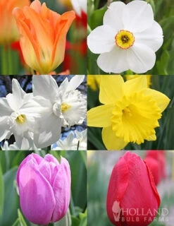 Menu All Spring Blooming Daffodil & Tulip Collection