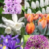 Menu All Spring Blooms Of Fragrant And Cut Flowers -Holland Bulb Farms 89213 all spring blooms of fragrant and cut flowers