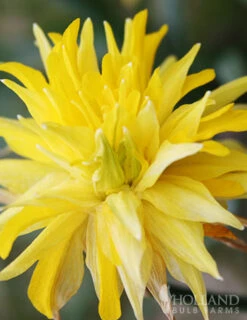 Menu Essential Spring Rock Garden -Holland Bulb Farms 89216 essential spring rock garden 3