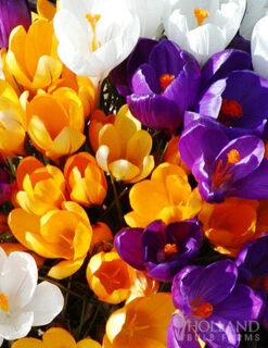 Menu Essential Spring Rock Garden -Holland Bulb Farms 89216 giant mixed crocus