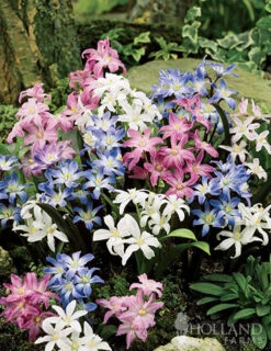 Menu Essential Spring Rock Garden -Holland Bulb Farms 89216 glory of the snow