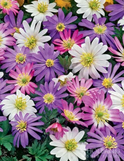 Menu Essential Spring Rock Garden -Holland Bulb Farms 89216 grecian windflower