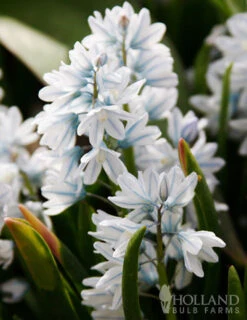 Menu Essential Spring Rock Garden -Holland Bulb Farms 89216 striped squill