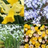 Menu Early Spring Blooms Collection -Holland Bulb Farms 89226 early spring blooms collection
