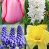 Menu Mid Spring Blooms Collection -Holland Bulb Farms 89227 mid spring blooms collection