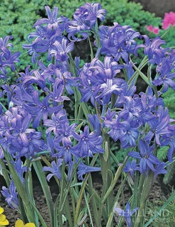 Menu Spring Beauty Garden -Holland Bulb Farms 89246 spring beauty garden 2