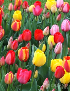 Menu Spring Beauty Garden -Holland Bulb Farms 89246 spring beauty garden 3