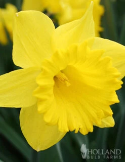 Menu Spring Beauty Garden -Holland Bulb Farms 89246 spring beauty garden 4