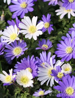 Menu Rock Garden Delight -Holland Bulb Farms 89247 rock garden delight 2