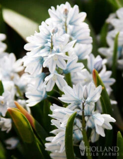 Menu Rock Garden Delight -Holland Bulb Farms 89247 rock garden delight 3