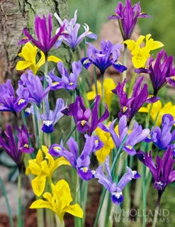 Menu Rock Garden Delight -Holland Bulb Farms 89247 rock garden delight 4