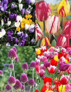 Menu Prime Fall Flower Bulb Garden