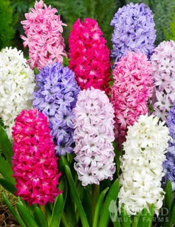 Menu Deer Proof Spring Garden -Holland Bulb Farms 89509 deer proof spring garden new 10