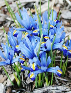 Menu Deer Proof Spring Garden -Holland Bulb Farms 89509 deer proof spring garden new 3