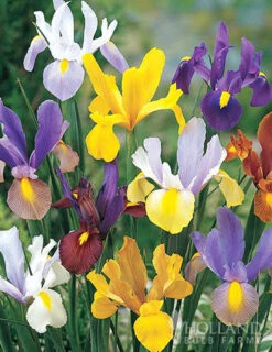 Menu Deer Proof Spring Garden -Holland Bulb Farms 89509 deer proof spring garden new 5