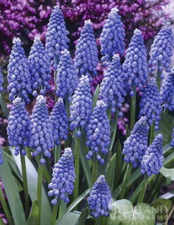 Menu Deer Proof Spring Garden -Holland Bulb Farms 89509 deer proof spring garden new 6