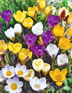 Menu Bloom Parade Garden Kit- 60 Days Of Blooms -Holland Bulb Farms 89510 bloom parade garden 2