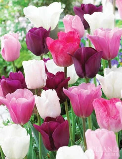 Menu Bloom Parade Garden Kit- 60 Days Of Blooms -Holland Bulb Farms 89510 bloom parade garden 3