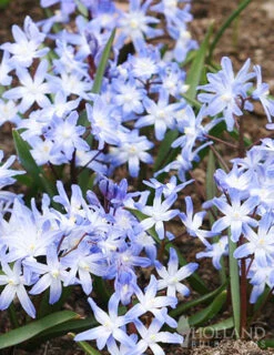 Menu Bloom Parade Garden Kit- 60 Days Of Blooms -Holland Bulb Farms 89510 bloom parade garden 4