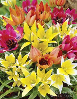 Menu Bloom Parade Garden Kit- 60 Days Of Blooms -Holland Bulb Farms 89510 bloom parade garden 5