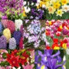 Menu 90 Days Of Spring Flowers Garden Kit -Holland Bulb Farms 89514