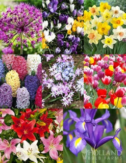 Holland Bulb Farms 34 Menu 90 Days Of Spring Flowers Garden Kit